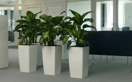 Airco Blokkeren afschaffen 10 planten die weinig of geen zonlicht nodig hebben