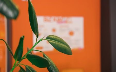 6 x planten die goed tegen hitte kunnen