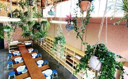 Potted office plants: what are the most popular options?