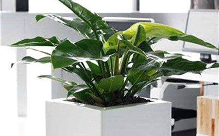 The five best plants to boost your productivity