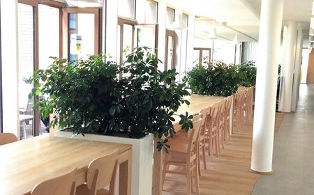 Buy or rent plants for assisted living facility
