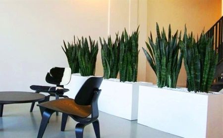 The 10 most popular office plants