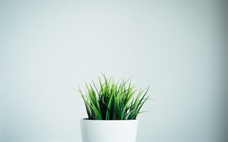 Your office plants in top condition: 5 maintenance tips